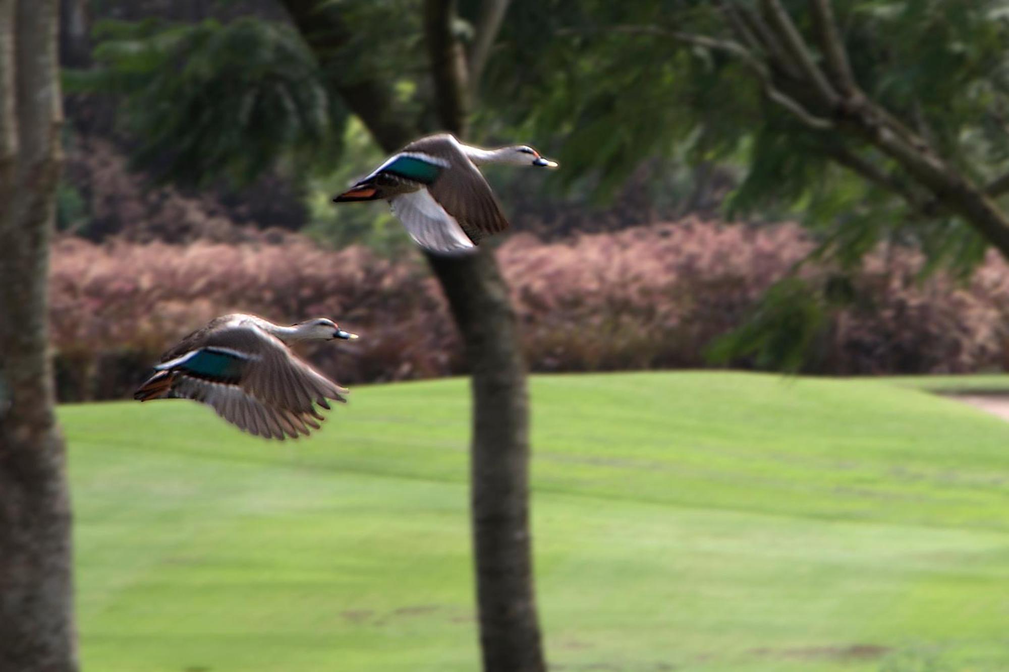 Oxford Golf Resort Pirangut Buitenkant foto